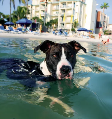 Black and White Dog swimming in the ocean with hotels and beach in background