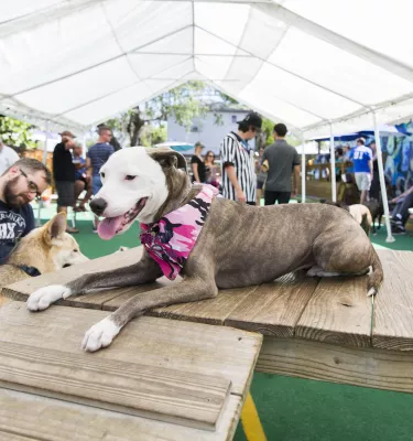 Dog sitting on a Dog platform with ramp at a bar patio with lots of other dogs and people in the background.