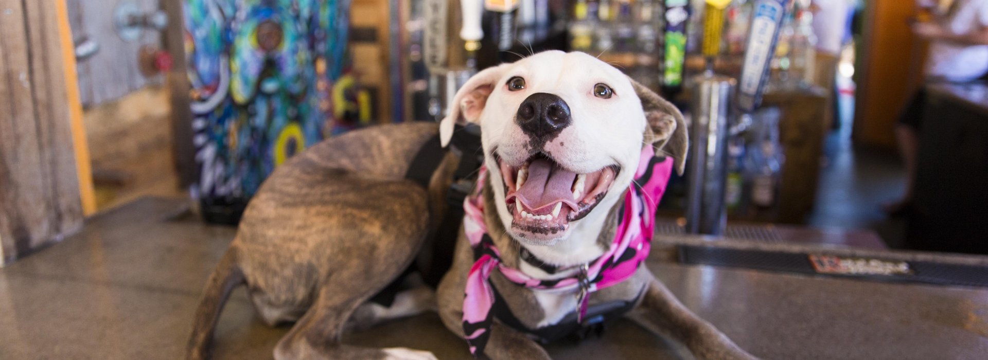 The Dog Bar - Boutique Pet Store in Miami