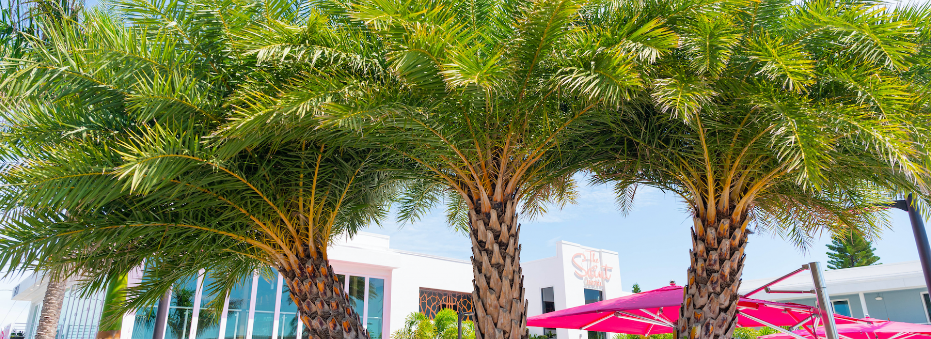 Palm trees and hot pink umbrellas surround the pool at the Saint, a boutique hotel in St. Pete Beach.