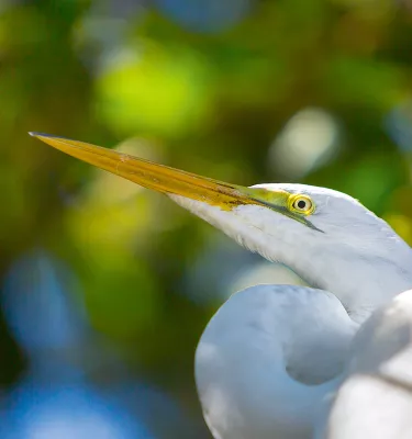 a great white egret stands motionless with lush greenery in the background