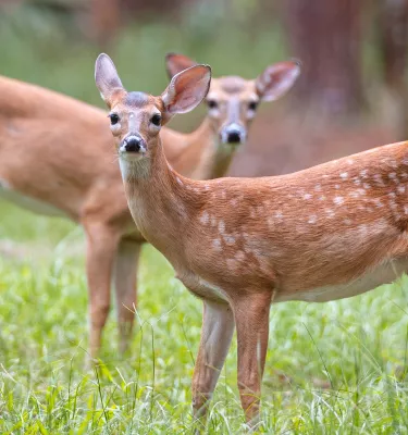 Two young deer in a grassy area at John Chesnut Sr. Park in Palm Harbor
