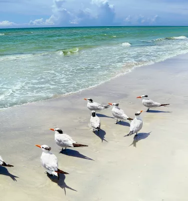 A flock of royal terns lines up along the water's edge in St. Pete/Clearwater