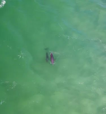 An aerial view of a mother and baby dolphin in clear, emerald green waters
