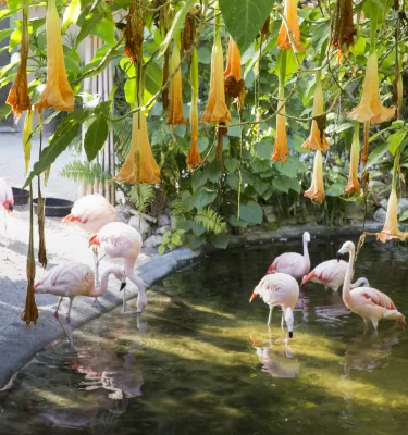 Eine Gruppe Flamingos erfrischt sich an einem kleinen Teich unter einem blühenden Baum.