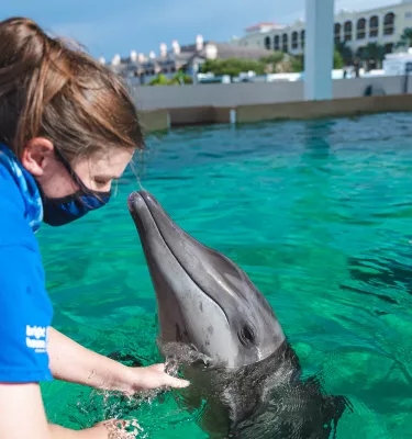 Eine Arbeiterin kümmert sich um Rex, einen der geretteten Delfine in einem Außenbecken im Clearwater Marine Aquarium.