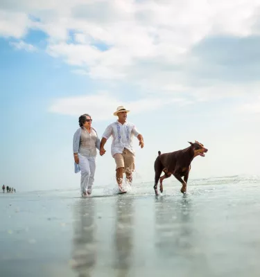 A couple walking down the beach in shallow water with a large dog.