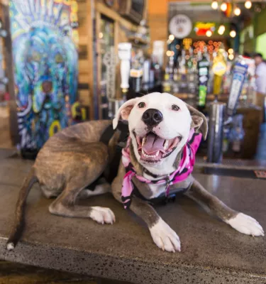 Dog with a pink bandana sits on top of the bar at Dog Bar in St. Pete.