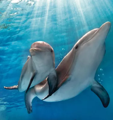 Winter and her companion at the Clearwater Marine Aquarium
