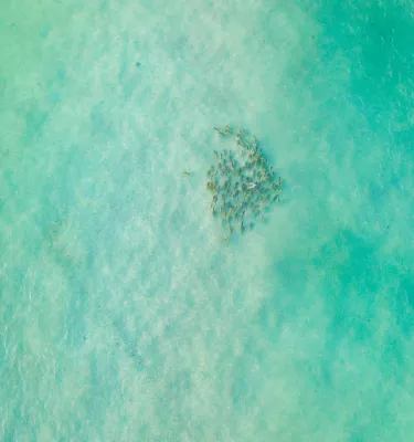 A school of fish swimming in the clear waters of Fort De Soto