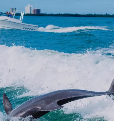 A dolphin playing in the wake of a boat with another boat in the background