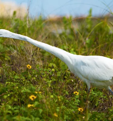 A white heron at John Chesnut park