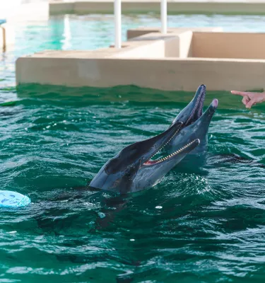 Two rough-toothed dolphins in a dolphin pool swim up to a trainer in a blue shirt at Clearwater Marine Aquarium