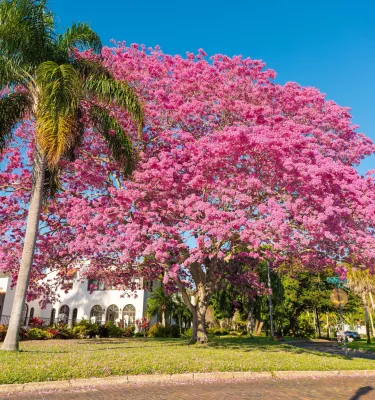 the pink trumpet tree in full bloom in front of a Mediterranean style house on Coffee Pot Blvd. in St. Pete