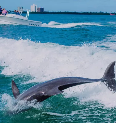 a dolphin jumping in the wake of a boat with another boat and the shoreline nearby