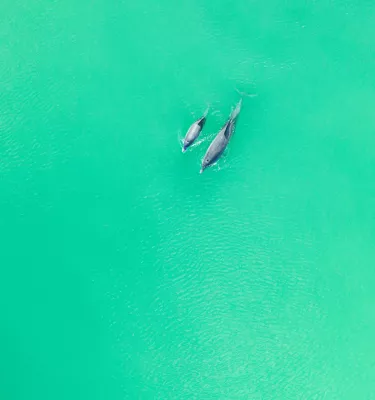 a drone image of a mother and baby dolphin swimming in bright green water