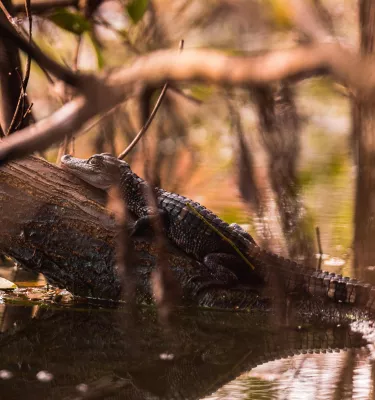 a baby alligator on a log at Boyd Hill Nature Preserve