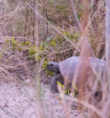 a gopher tortoise crawls out of its burrow