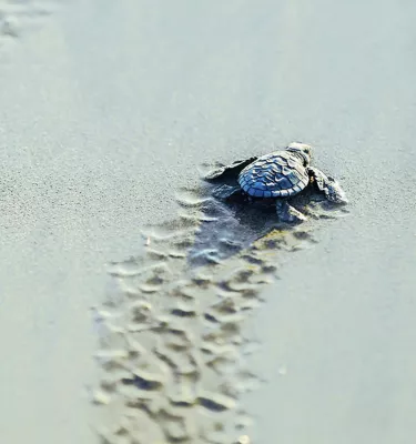 A tiny loggerhead sea turtle hatchling leaves tracks in the sand as it crawls to the Gulf.