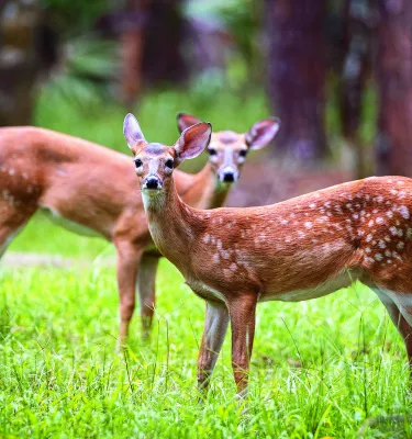 two young deer look up while standing in a field of grass with pine trees behind them