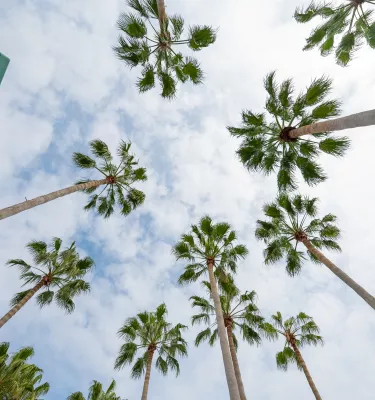 palm trees