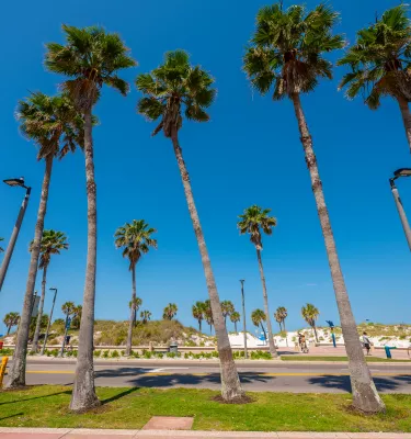palm trees