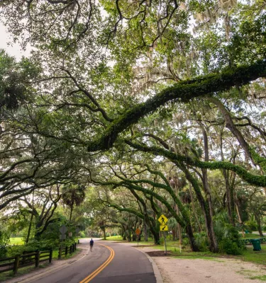 a canopy of twisting live oak trees with resurrection fern on them shade a roadway in a park