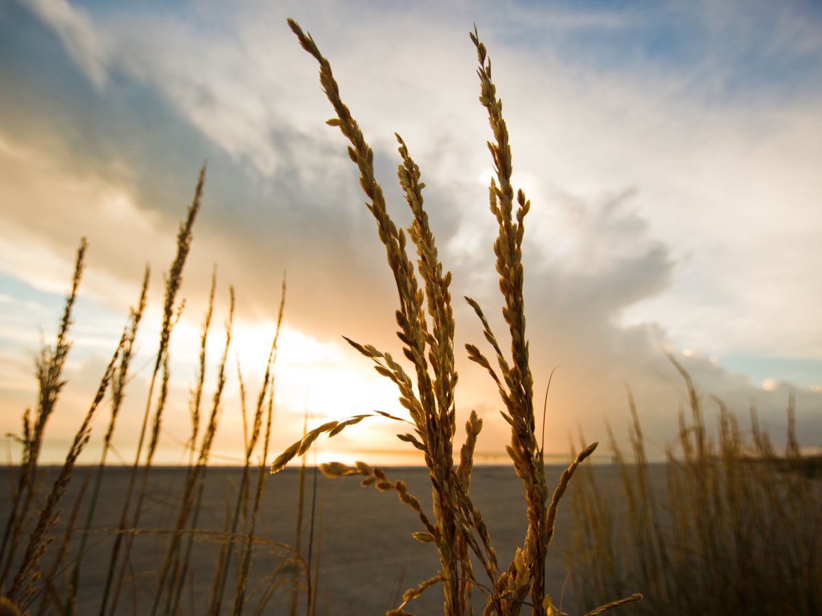 A sunset behind beach foliage at Fort De Soto Park