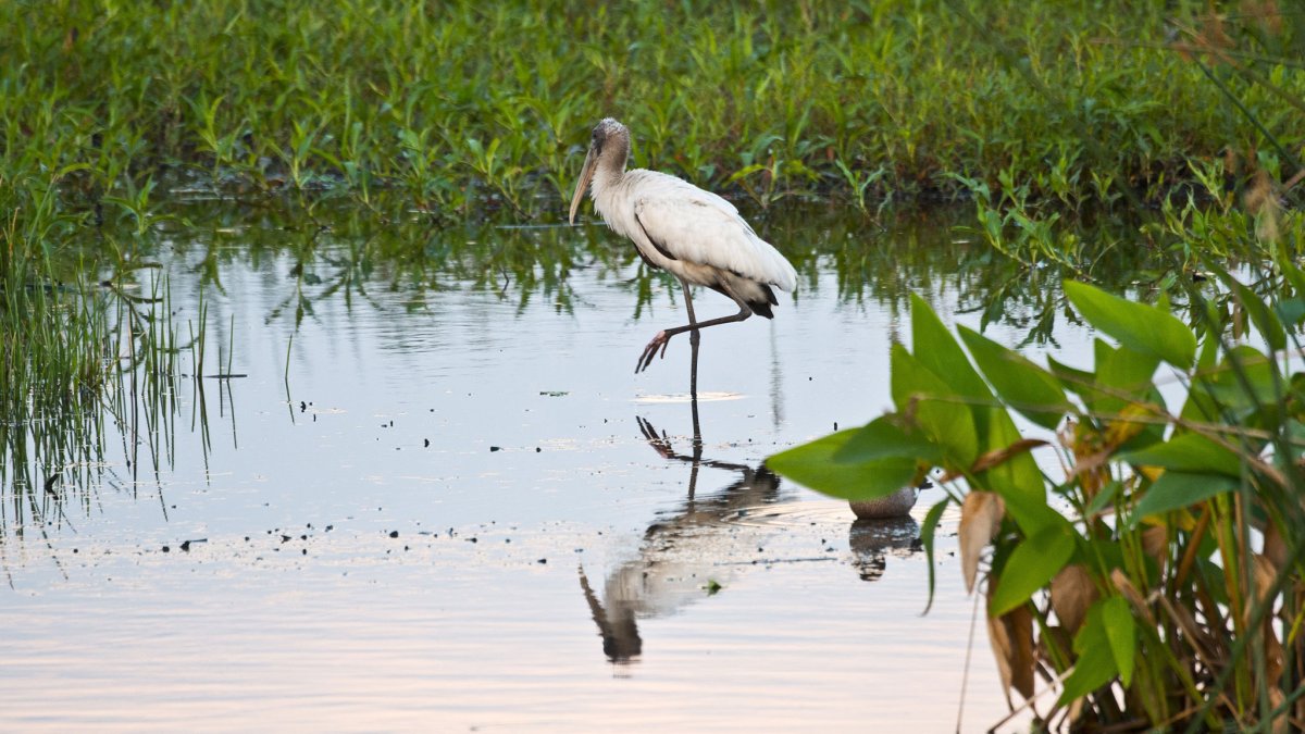 Wood Stork