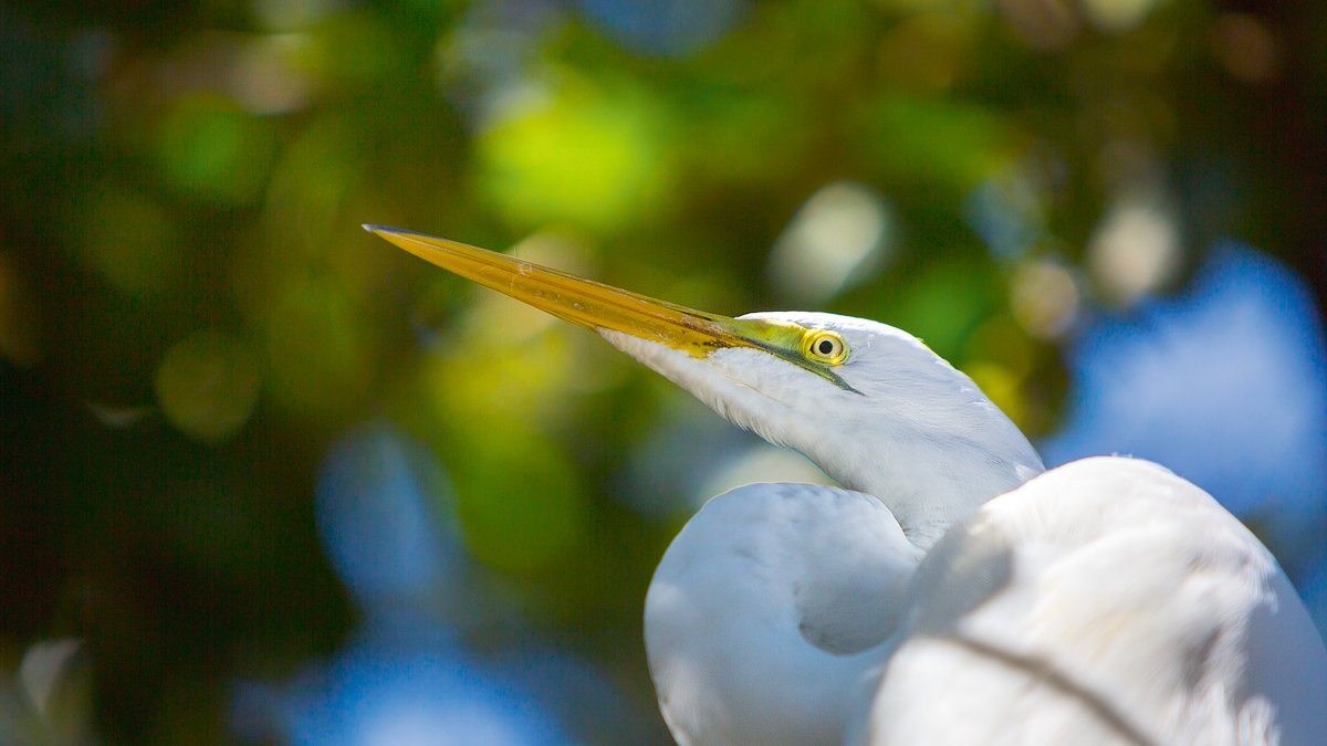 a great white egret stands motionless with lush greenery in the background