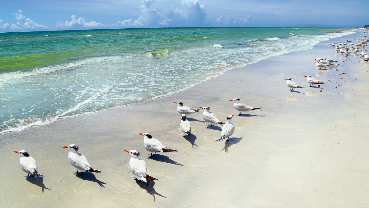 A flock of royal terns lines up along the water's edge in St. Pete/Clearwater