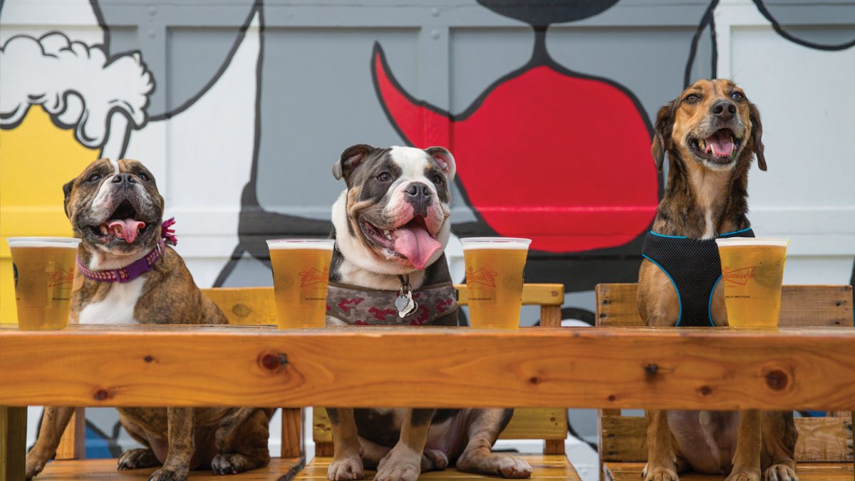 Three dogs posing with beers in front of The Dog Bar in St. Pete.