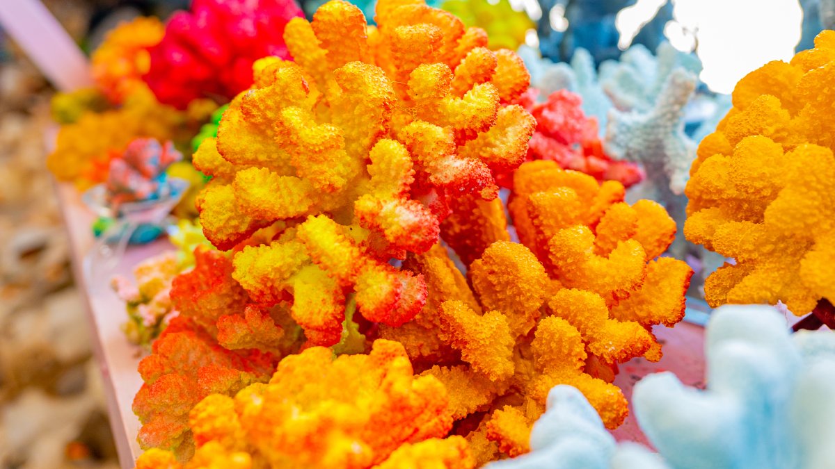 A close shot of an orange coral from the Florida Shell Shop in Treasure Island