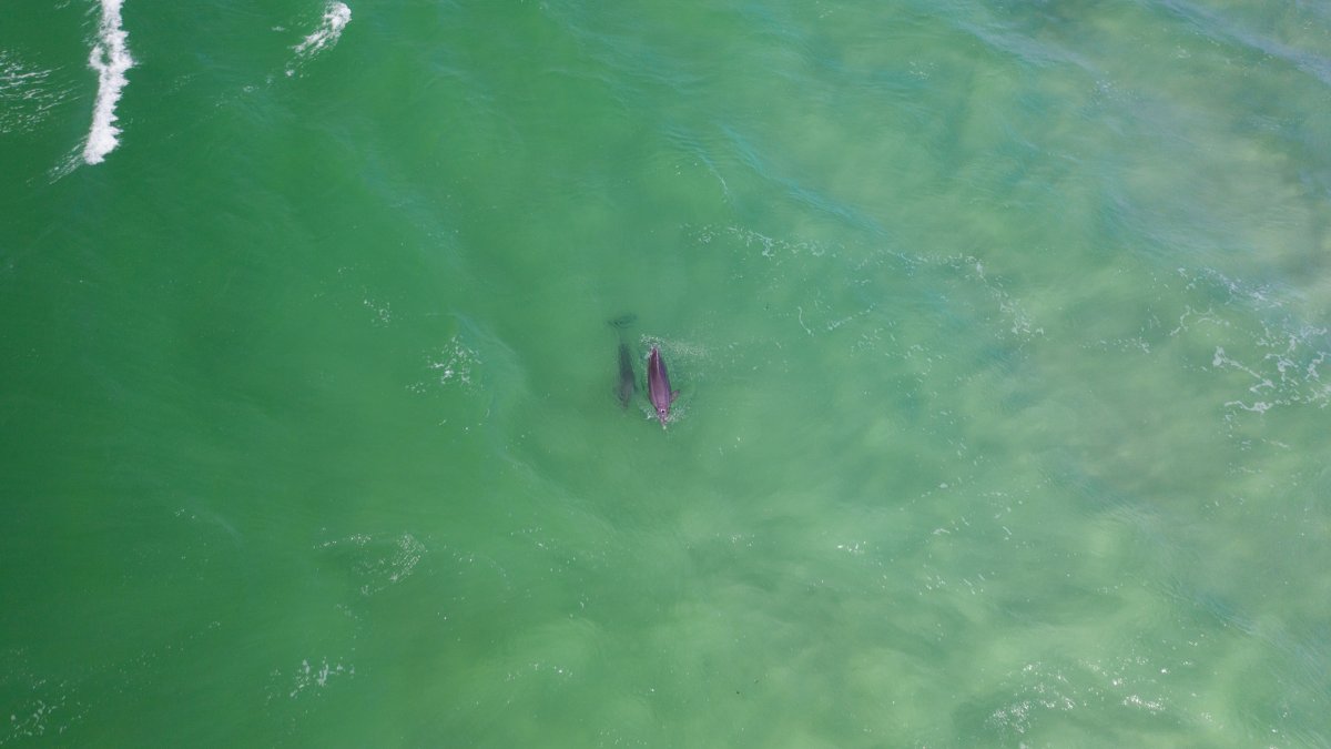 An aerial view of a mother and baby dolphin in clear, emerald green waters