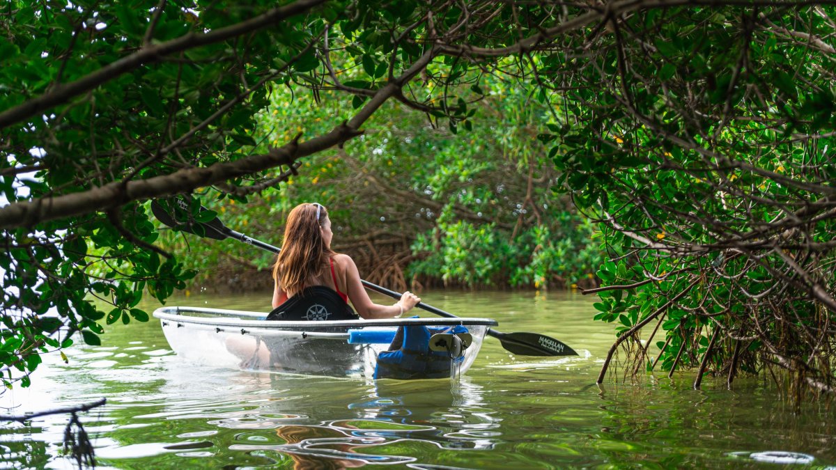 A woman in a clear see-through kayak in the mangroves of St. Pete/Clearwater