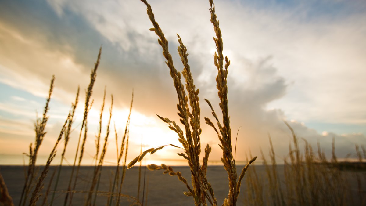 A sunset behind beach foliage at Fort De Soto Park