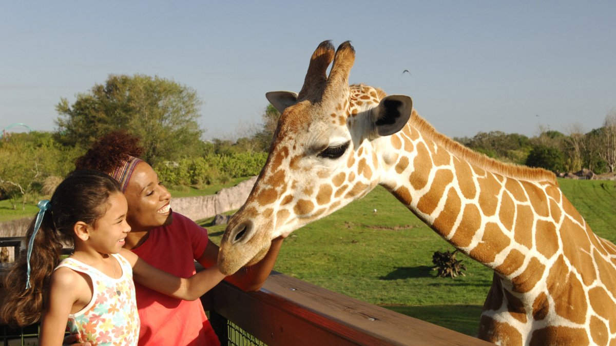 A mom and her daughter fee a giraffe at Busch Gardens in Tampa Bay