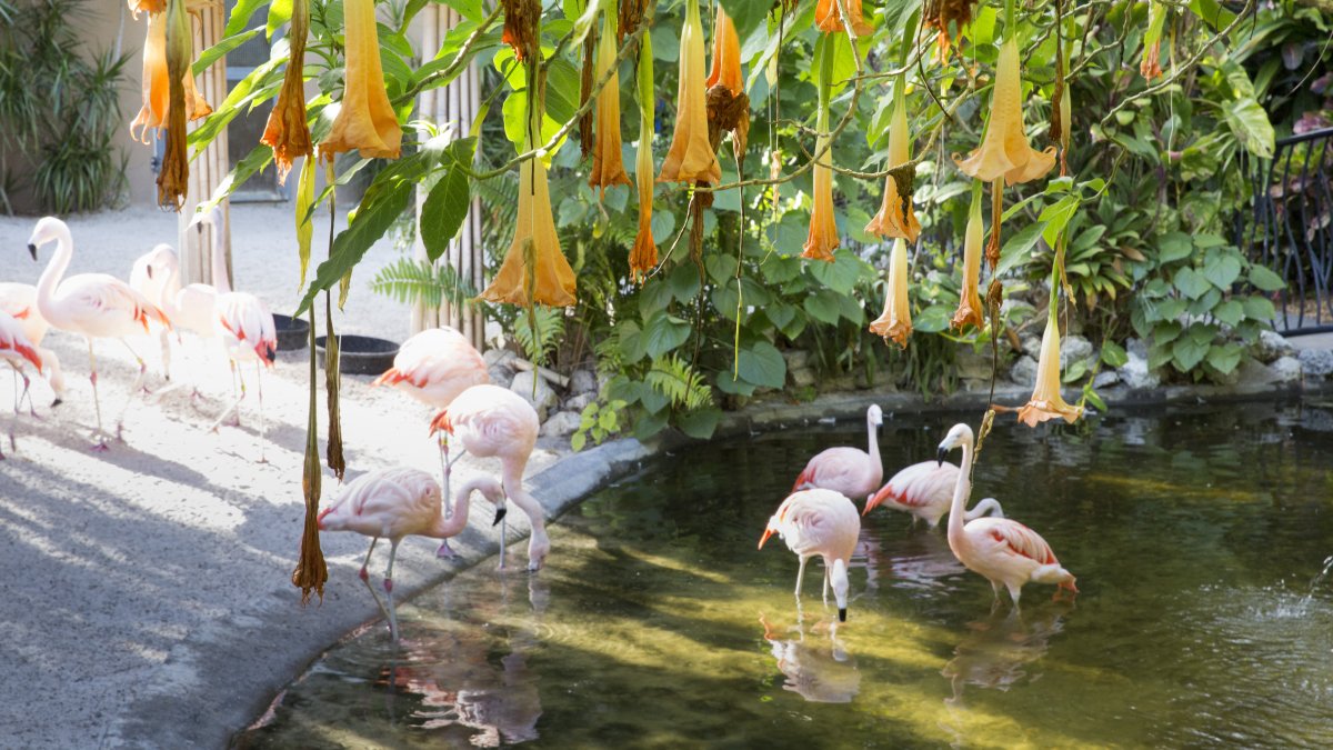 A group of flamingos refreshing at a small pond under a flowery tree.