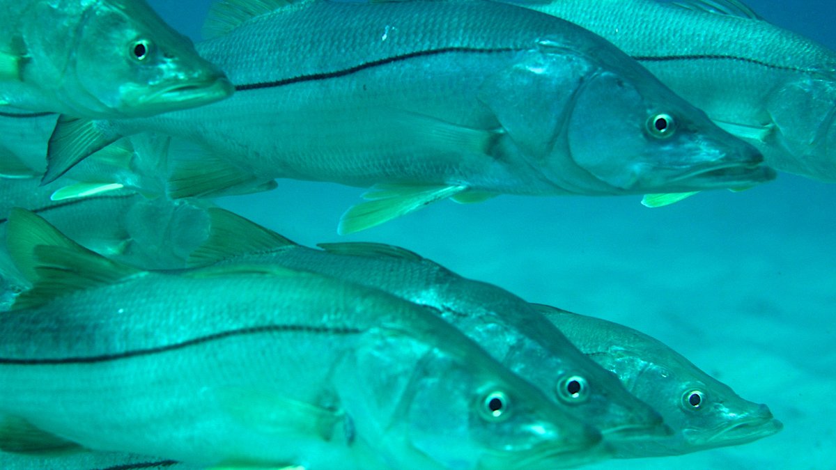 Bright blue and teal snook underwater