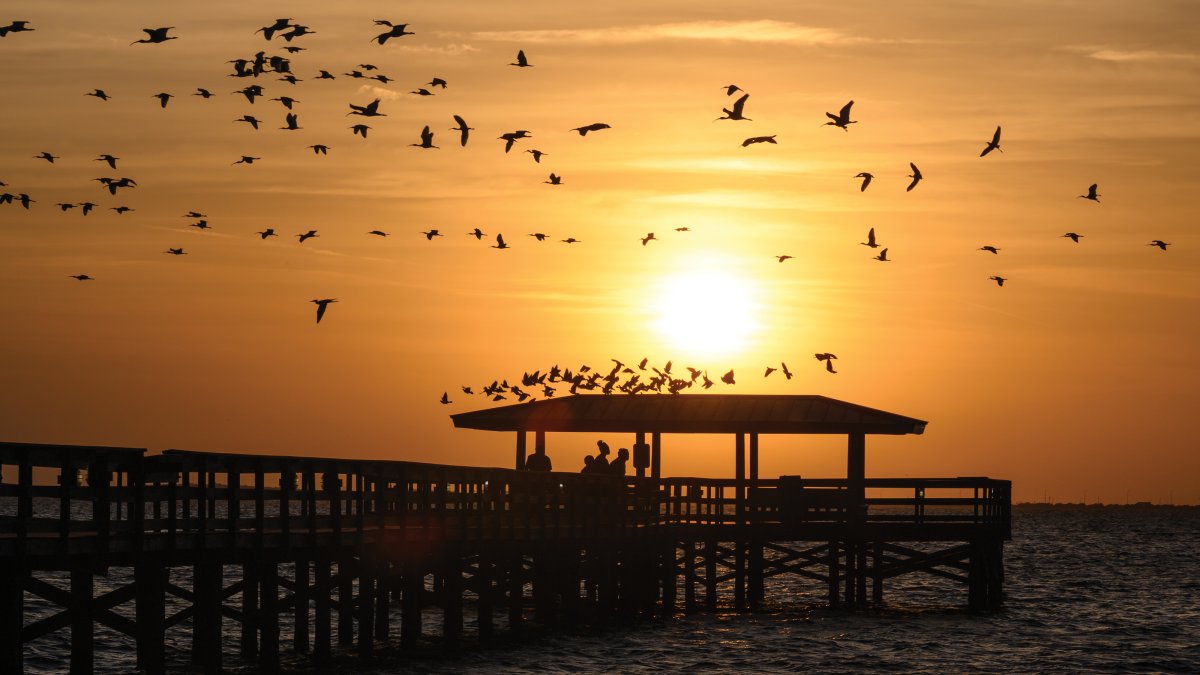 A flock of birds flying over the Safety Harbor pier during sunset