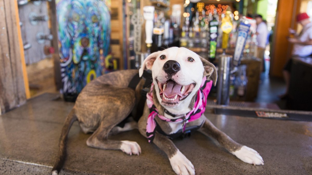 Dog with a pink bandana sits on top of the bar at Dog Bar in St. Pete.