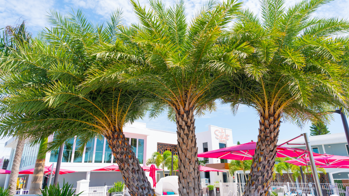 Palm trees and hot pink umbrellas surround the pool at the Saint, a boutique hotel in St. Pete Beach.