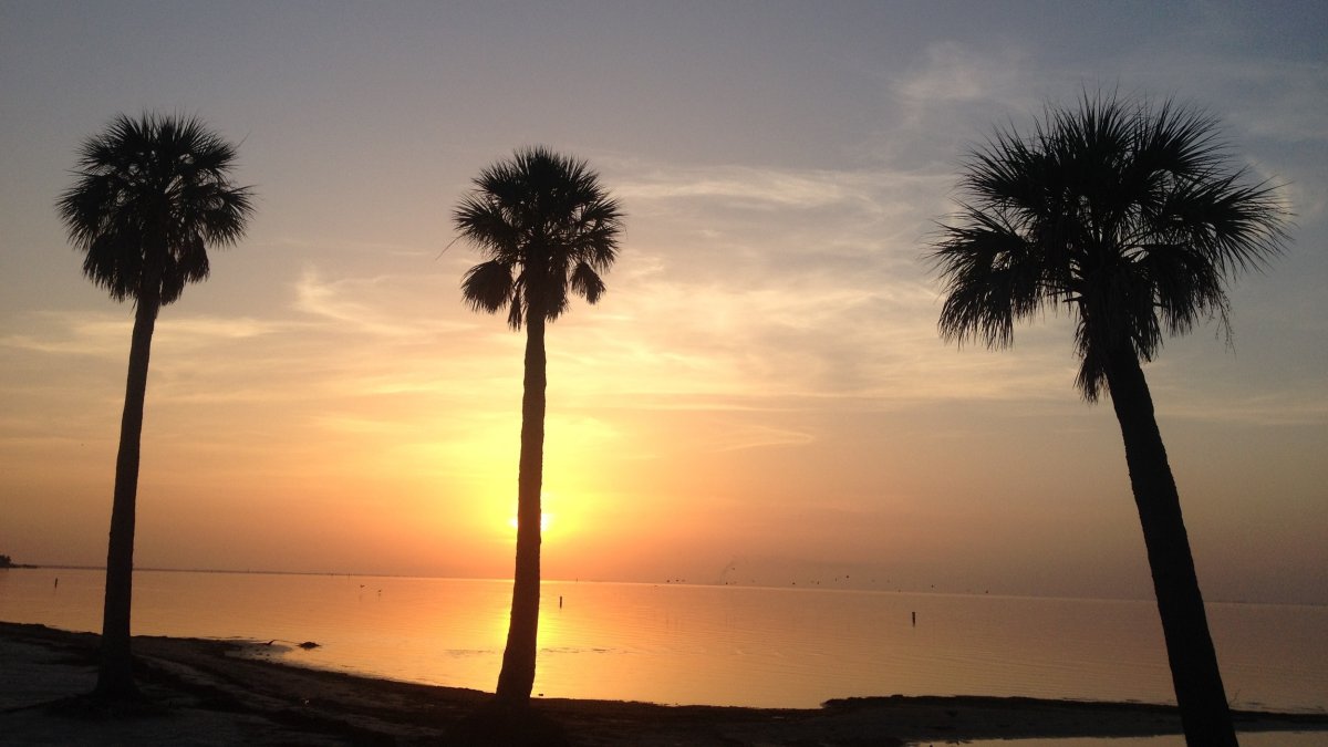 three tall palm trees on the sand with a beautiful yellow and orange sunrise at North Shore Park in St. Pete