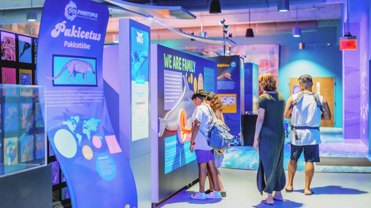 visitors look at exhibits about dolphins at Clearwater Marine Aquarium