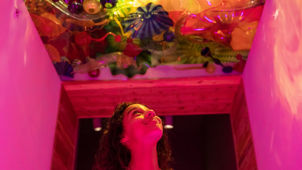 a young person looks up at the fantastical glass ceiling at the Chihuly Collection in St. Pete