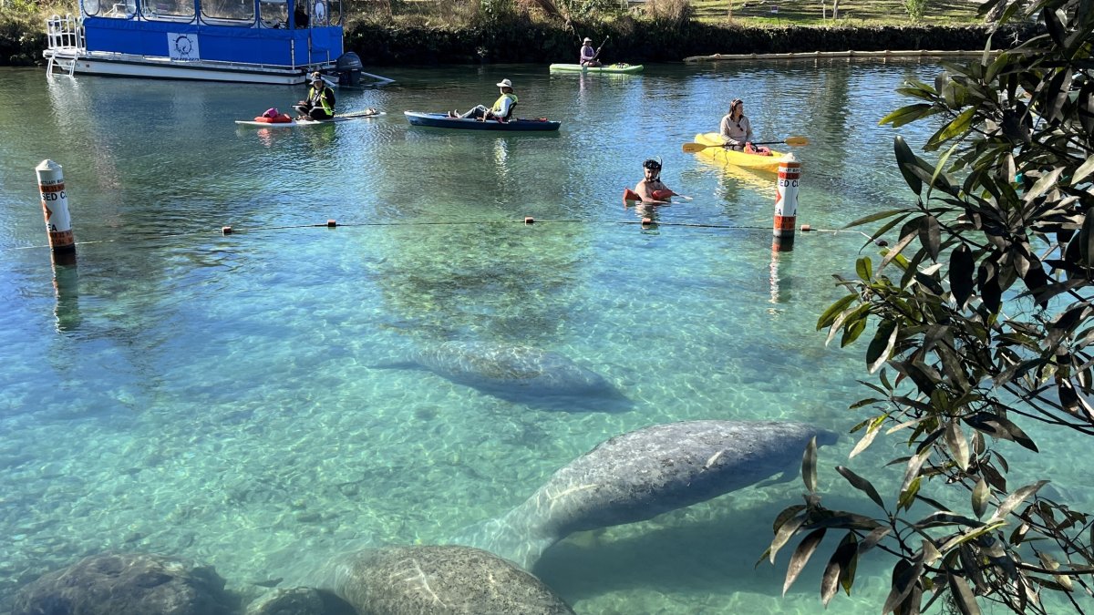 several manatees swiming in clear water in Crystal River with kayakers and a boat in the distance.