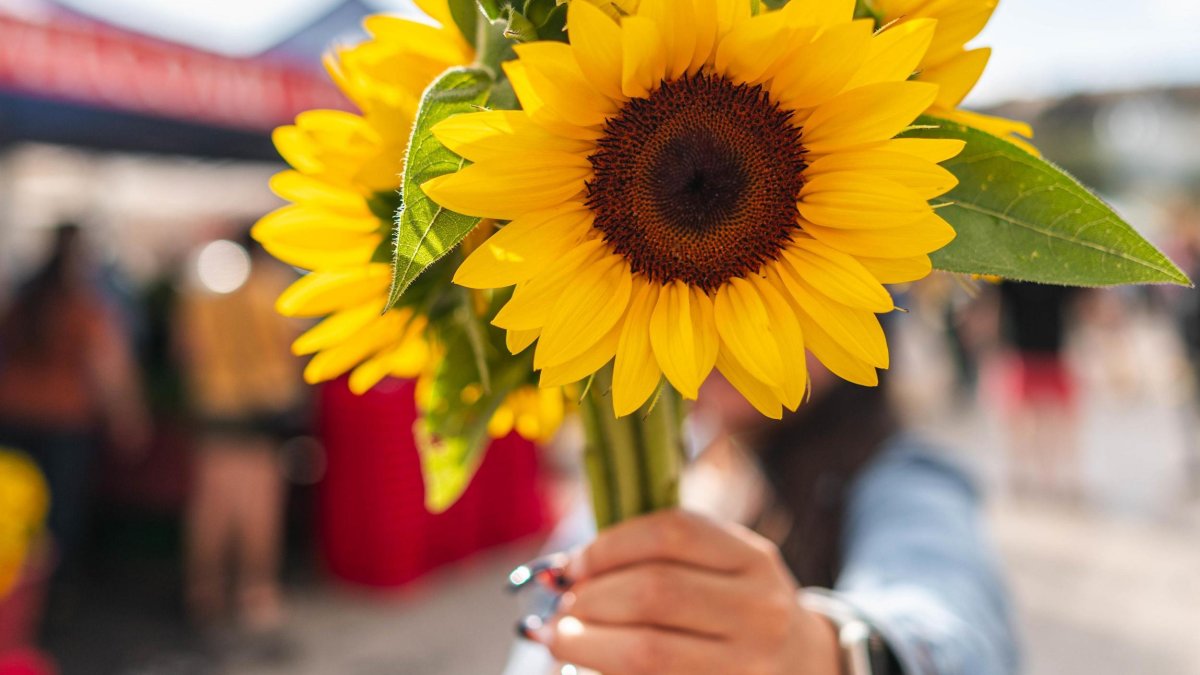 a woman holds out a bright bouquet of sunflowers at St. Pete's Saturday morning market