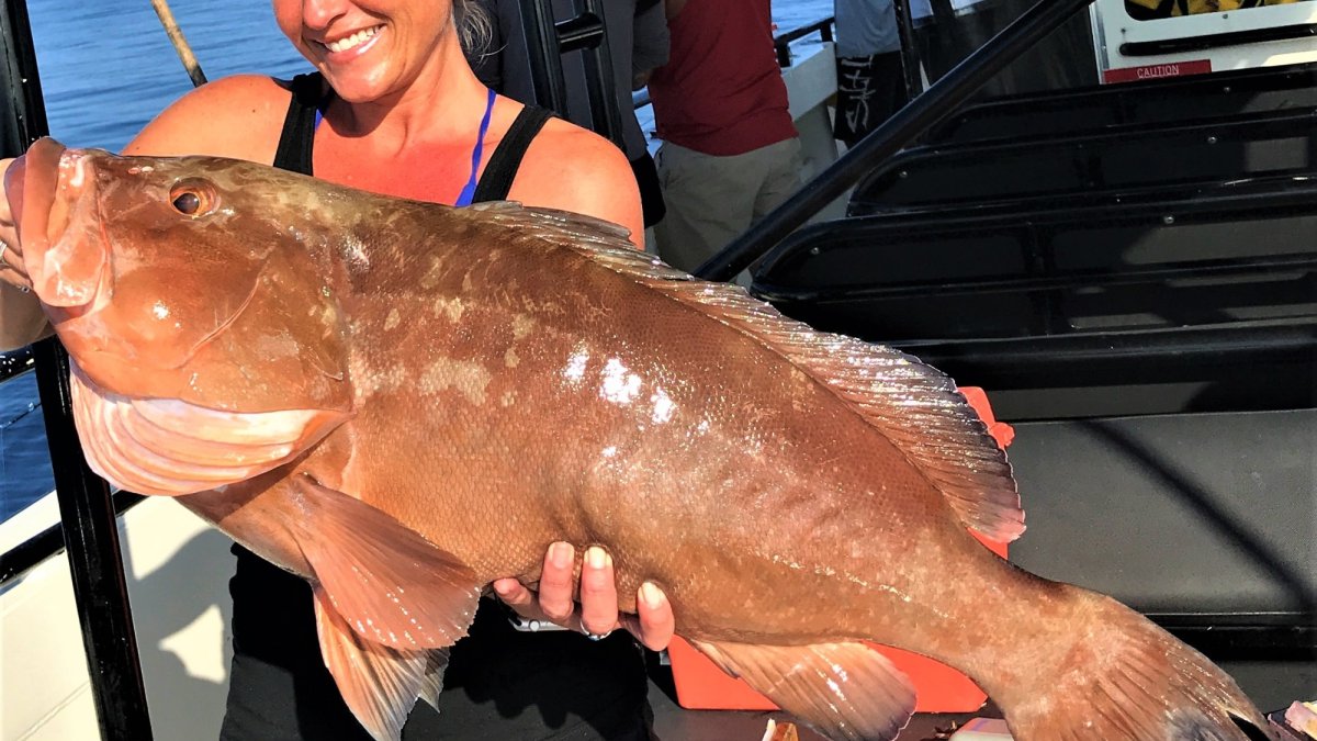 Red Grouper 2