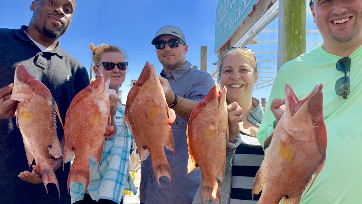 Bunch Of Hogfish