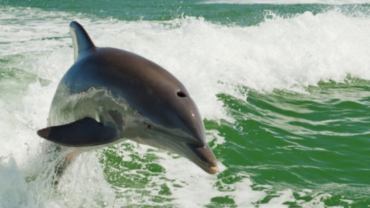 Dolphin at play